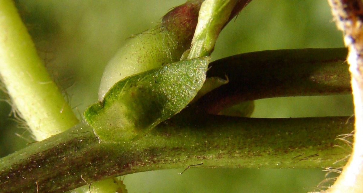 Vigna umbellata (Thunb.) Ohwi & H.Ohashi